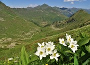 Monte Mincucco ad anello fiorito dal Lago di Valmora-26giu23- FOTOGALLERY